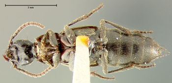 Media type: image;   Entomology 24104 Aspect: habitus ventral view